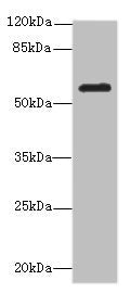 MMP19 Antibody