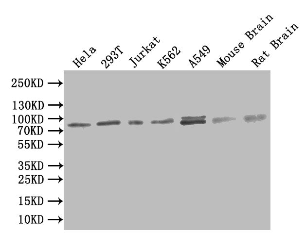 SMO Antibody