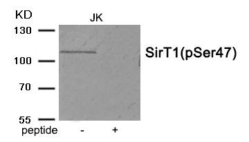 Phospho-SIRT1 (Ser47) Antibody