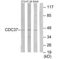 CDC37 Antibody