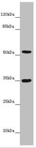 KCNS3 Antibody