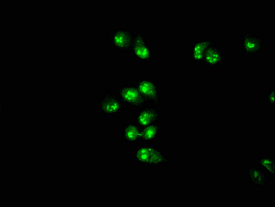 PRMT1 Antibody