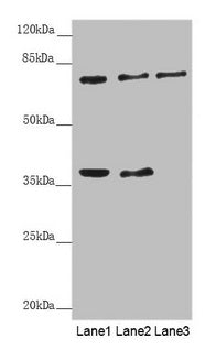 GAS2L1 Antibody