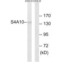 SLC4A10/SLC4A8 Antibody