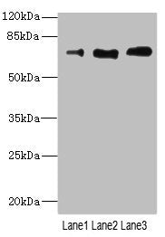 CD180 Antibody