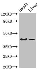 GPER1 Antibody