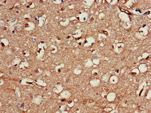 SERPINI1 Antibody