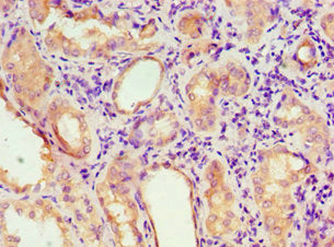 AGPAT1 Antibody