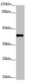 SH3GL1 Antibody