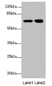 EYA3 Antibody
