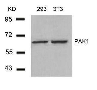 PAK1 (Ab-212) Antibody