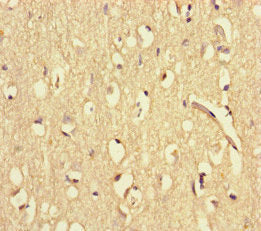 WAC Antibody