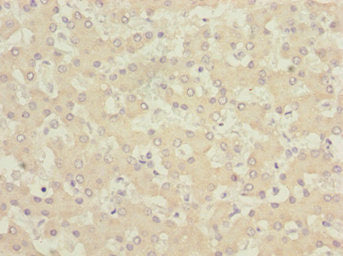 GABARAPL1 Antibody