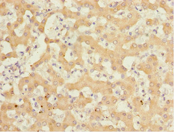 GABARAPL1 Antibody