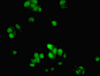 ATG10 Antibody
