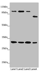MTIF3 Antibody