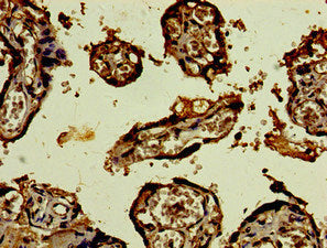 CST9L Antibody