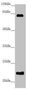 REEP1 Antibody