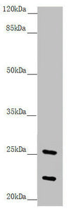 REEP1 Antibody