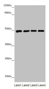 CYP3A43 Antibody
