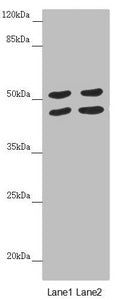 HAUS8 Antibody