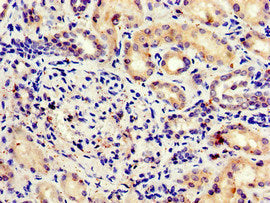 MLST8 Antibody