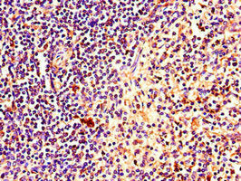 PINK1 Antibody