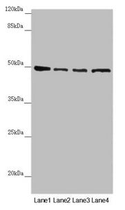 AP1M1 Antibody