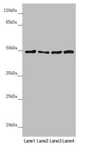 AP1M1 Antibody