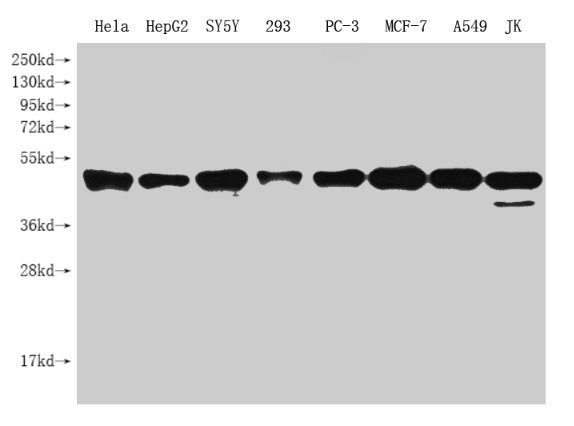 PARD6G Antibody