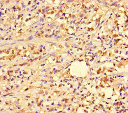 PIF1 Antibody
