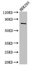 TDRD3 Antibody