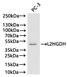 L2HGDH Antibody