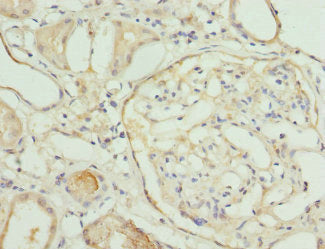NMNAT1 Antibody