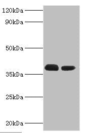 TREX1 Antibody