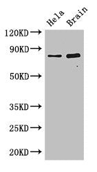 ING3 Antibody