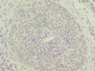 MTFP1 Antibody