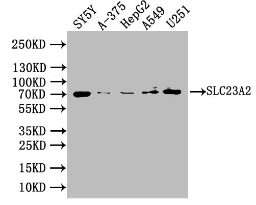 SLC23A2 Antibody