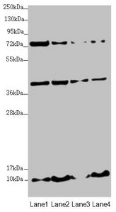 UQCC2 Antibody