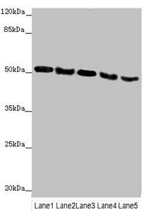 INPP5K Antibody