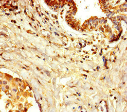 DPH7 Antibody