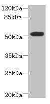 ASPSCR1 Antibody