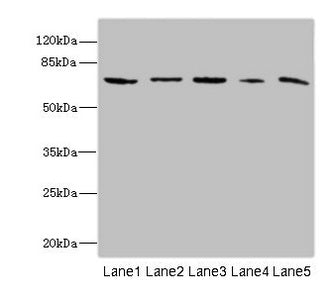 RANBP3 Antibody