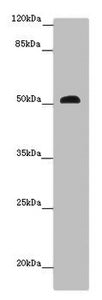SCPEP1 Antibody