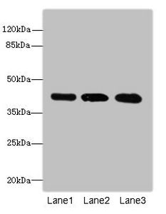 RRAGC Antibody