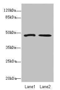 GCM1 Antibody
