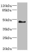SH3GLB2 Antibody