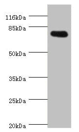 SH2B1 Antibody