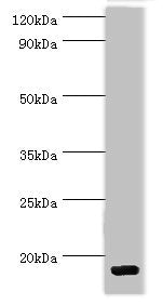 CCL28 Antibody