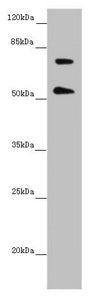 ABCB8 Antibody